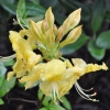 Anneke - Azalia wielkokwiatowa - Anneke - Rhododendron (Azalea)