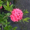 Homebush - Azalia wielkokwiatowa - Homebush - Rhododendron (Azalea)