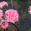 Homebush - Azalee - Homebush - Rhododendron (Azalea)