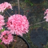 Homebush - Azalia wielkokwiatowa - Homebush - Rhododendron (Azalea)