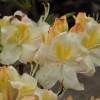 Silver Slipper - Azalea - Silver Slipper - Rhododendron (Azalea)