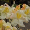 Silver Slipper - Azalia wielkokwiatowa - Silver Slipper - Rhododendron (Azalea)