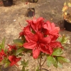 Nabucco - Azalia wielkokwiatowa - Nabucco - Rhododendron (Azalea)