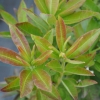 Doloroso - Azalia wielkokwiatowa - Doloroso - Rhododendron (Azalea)
