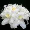 Oxydol - Azalea - Oxydol - Rhododendron (Azalea)