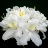 Oxydol - Azalia wielkokwiatowa - Oxydol - Rhododendron (Azalea)