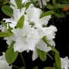 Oxydol - Azalea - Oxydol - Rhododendron (Azalea)