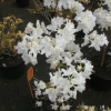 Oxydol - Azalia wielkokwiatowa - Oxydol - Rhododendron (Azalea)