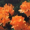 Christopher Wren - Азалия крупноцветковая - Christopher Wren - Rhododendron (Azalea)
