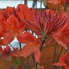 Spek's Orange - Azalea - Spek's Orange - Rhododendron (Azalea)