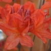 Spek's Orange - Azalea - Spek's Orange - Rhododendron (Azalea)