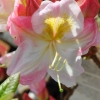 Satomi - Azalea - Satomi - Rhododendron (Azalea)
