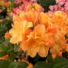 Csardas - Azalee - Csardas - Rhododendron (Azalea)