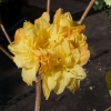 Csardas - Azalia wielkokwiatowa - Csardas - Rhododendron (Azalea)