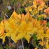 Golden Lights - azalia wielkokwiatowa - Golden Lights - Rhododendron (Azalea)