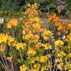 Golden Lights - azalia wielkokwiatowa - Golden Lights - Rhododendron (Azalea)