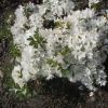 Kermesina Alba - Azalia japońska - Kermesina Alba - Rhododendron