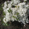 Kermesina Alba - Japanese Azalea - Kermesina Alba - Rhododendron