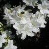 Luzi -  Japanese Azalea - Luzi - Rhododendron kiusianum