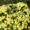 Princess Anne - Japanische Azalee - Princess Anne - Rhododendron