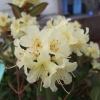 Princess Anne - Japanische Azalee - Princess Anne - Rhododendron