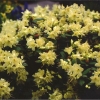 Princess Anne - Azalia japońska - Princess Anne - Rhododendron