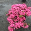 Anne Frank - Японскaя aзалия - Anne Frank - Rhododendron