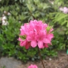 Anne Frank - Японскaя aзалия - Anne Frank - Rhododendron