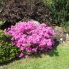 Amoena -  Japanese azalea - Amoena - Rhododendron