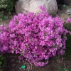 Amoena -  Japanese azalea - Amoena - Rhododendron