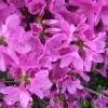 Amoena -  Japanese azalea - Amoena - Rhododendron