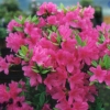 Amoena -  Japanese azalea - Amoena - Rhododendron