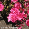 Canzonetta - Japanese azalea - Canzonetta - Rhododendron