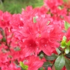 Enzett Red - Japanese azalea - Enzett Red - Rhododendron