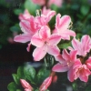Kermesina Rosé - Japanese azalea - Kermesina Rosé - Rhododendron