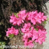 Kermesina - Azalee - Kermesina - Rhododendron