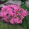 Kermesina - Azalia japońska - Kermesina - Rhododendron