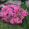 Kermesina - Japanese azalea - Kermesina - Rhododendron