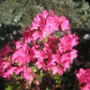 Kermesina - Japanese azalea - Kermesina - Rhododendron