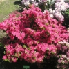 Kermesina - Japanese azalea - Kermesina - Rhododendron