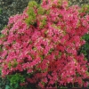 Kurume - Japanese azalea - Kurume - Rhododendron