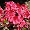 Maruschka - Japanese azalea - Maruschka - Rhododendron