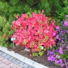 obtusum - Japanese azalea - obtusum - Rhododendron