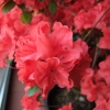 obtusum - Japanese azalea - obtusum - Rhododendron