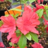 obtusum - Japanese azalea - obtusum - Rhododendron