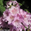 Staccato - Japanische Azalee - Staccato - Rhododendron