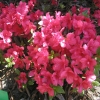 Maruschka - Japanese azalea - Maruschka - Rhododendron