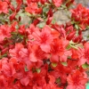 Nordlicht - Japanese azalea - Nordlicht - Rhododendron
