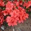 Geisha Orange - Japanese azalea - Geisha Orange - Rhododendron