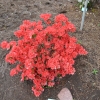 Geisha Orange - Japanese azalea - Geisha Orange - Rhododendron